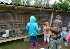 Dzieci oglądają zwierzęta.